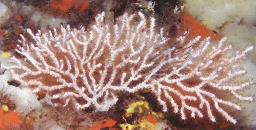 Eunicella Verrucosa (Pink sea fan. Gorgone verruqueuse)