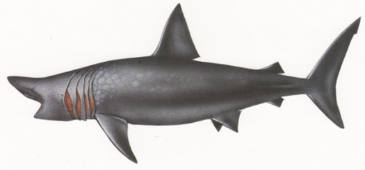 Cetorhinus maximius (Basking shark. Requin pélerin)