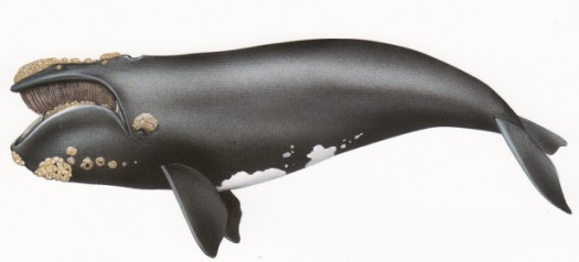 Eubalaena glacialis (Northern right whale. Baleine franche de Biscaye)